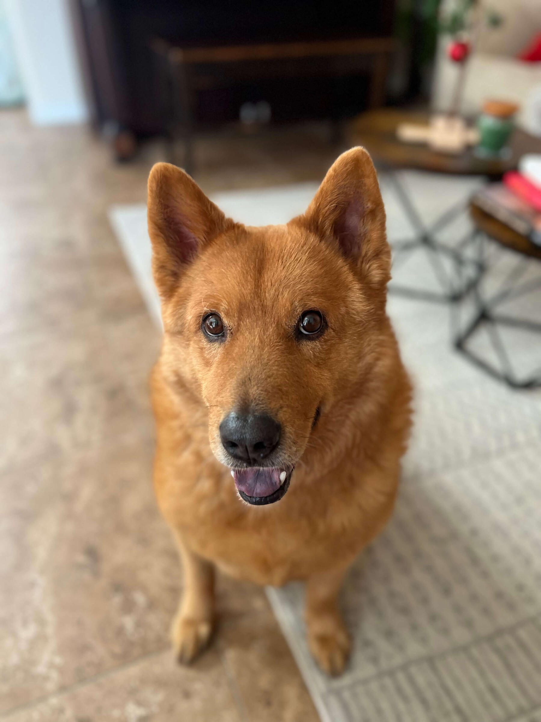 Figgy Photo of Figgy smiling up at you. He is a golden retriever and chow chow mix.