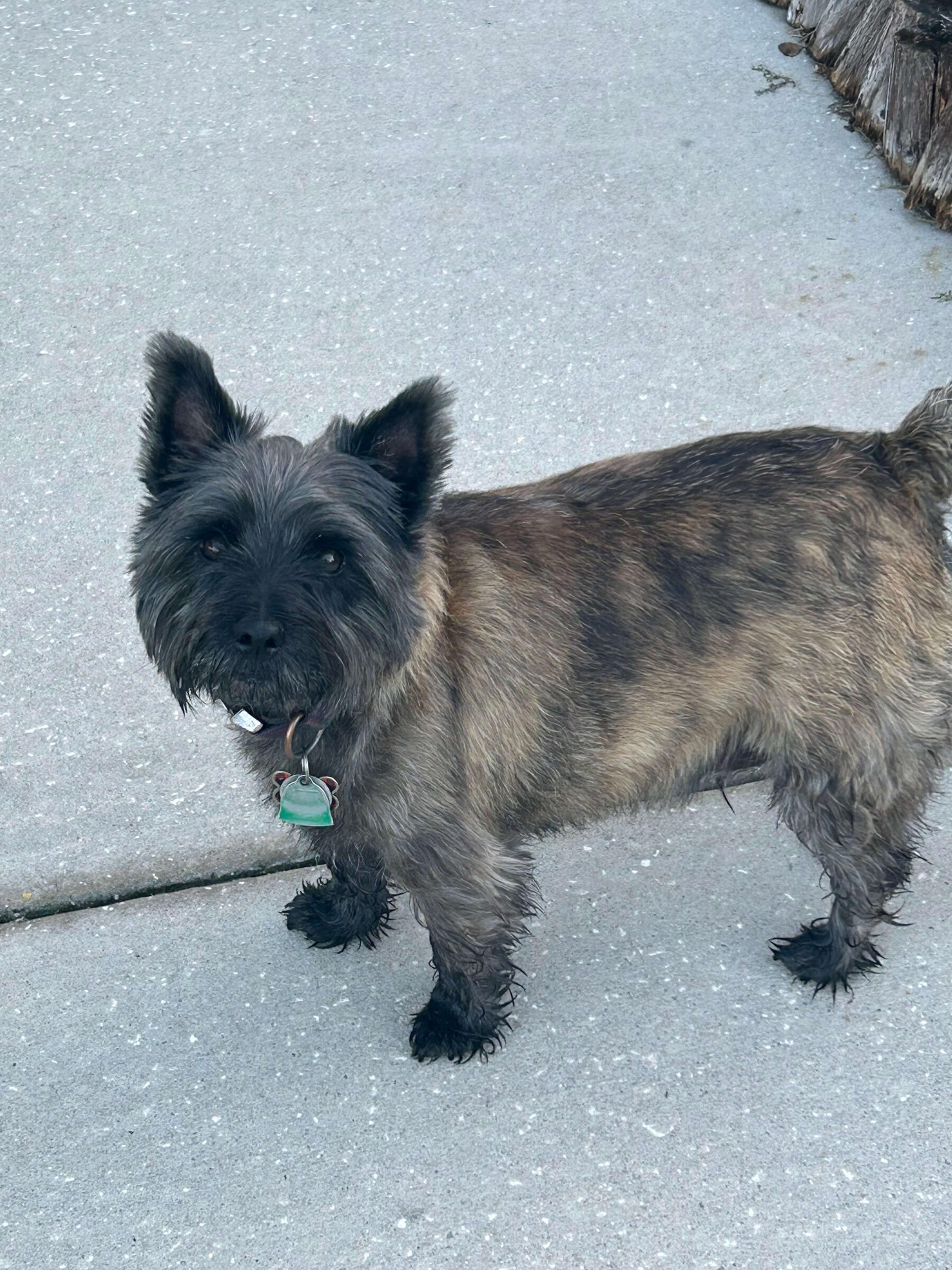Jack Photo of Jack smiling at you, sitting relaxed on the stairs. He is a flat-coated retriever mix, feeling pretty cool at the moment.