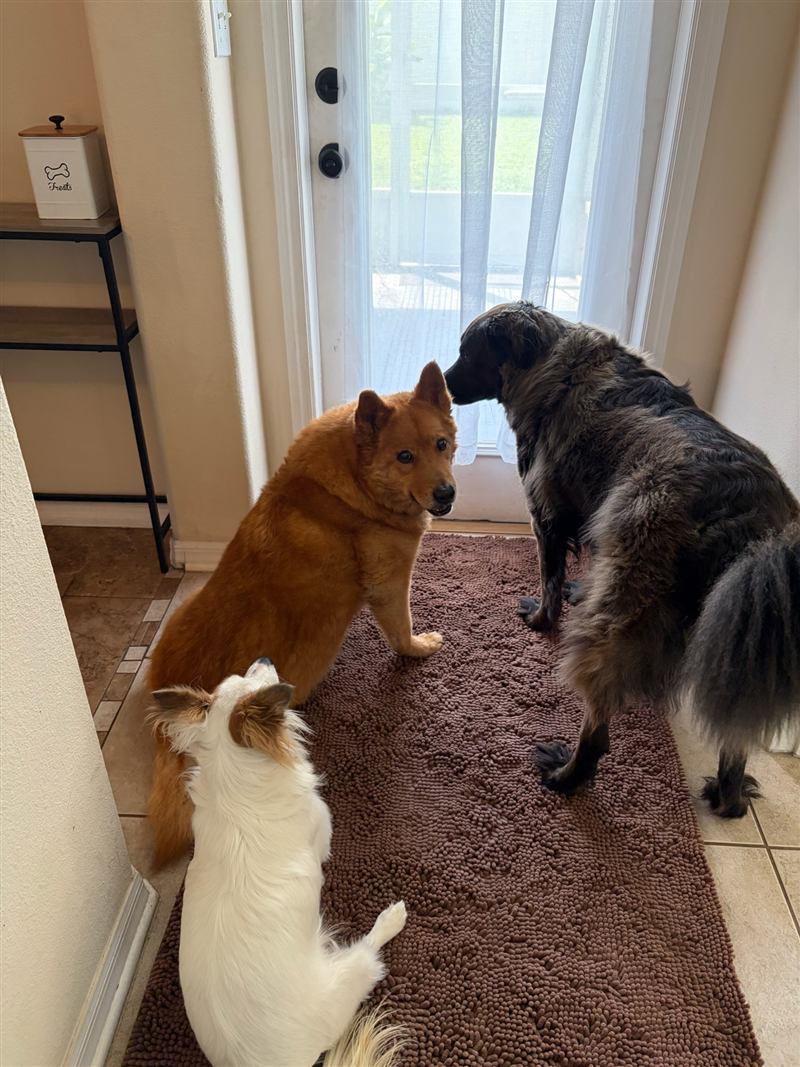 Figgy, Jack, and Pip gathered on a rug by the back door, waiting to be let out.