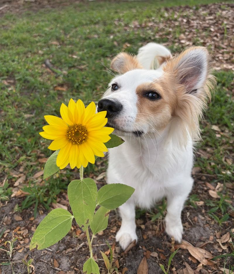Pip in the yard next to a sunflower almost as tall as he is.