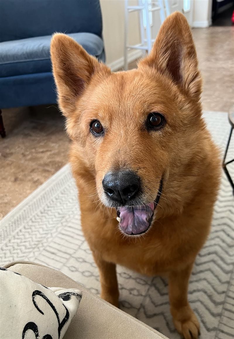Figgy, a red Chow mix with pointed ears, standing in the living room and looking into the camera.