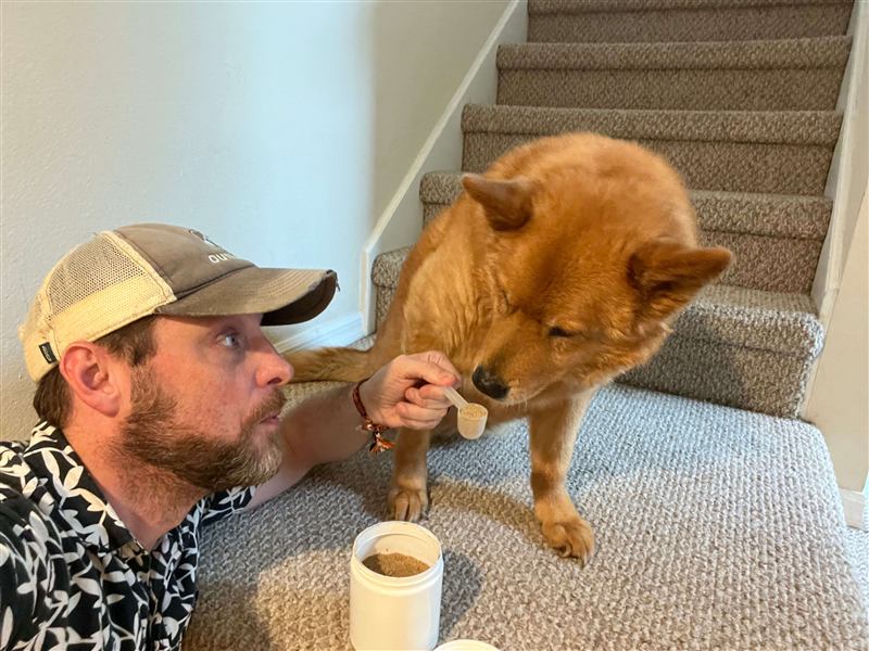 Hutch kneeling by the stairs, offering Figgy a small scoop of gut-health powder to sniff.